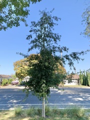 Quercus sartorii