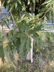 Quercus sartorii