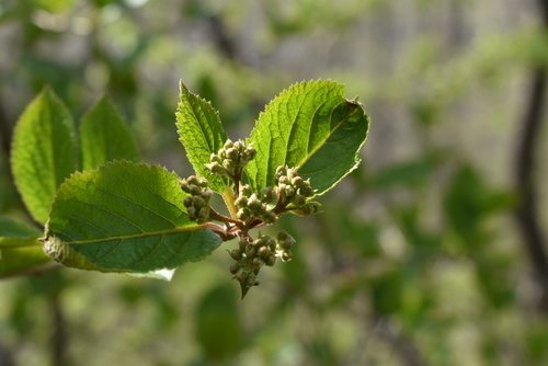Viburnum burejaeticum (Viburnum burejaeticum)