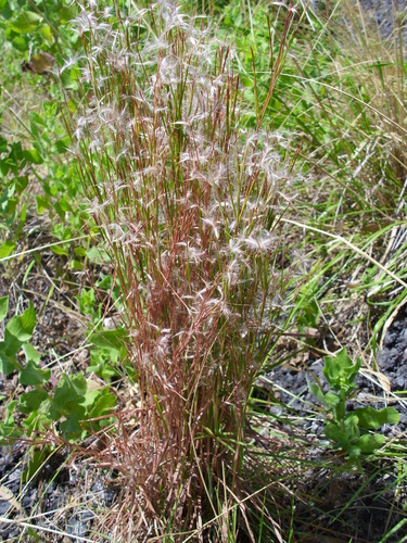 Schizachyrium spicatum