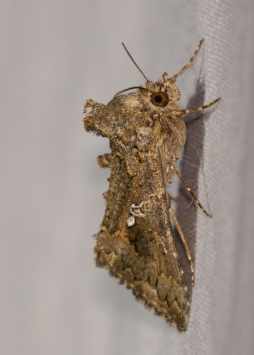 Cabbage Looper Moth