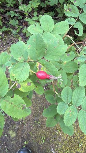 Prickly Wild Rose