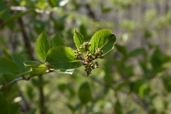Viburnum burejaeticum
