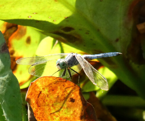 iNaturalist observation photo of Blue Dasher