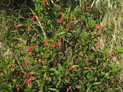 Diplacus parviflorus