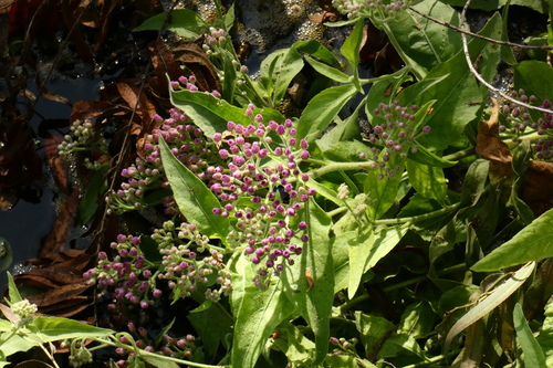 iNaturalist observation photo of sweetscent