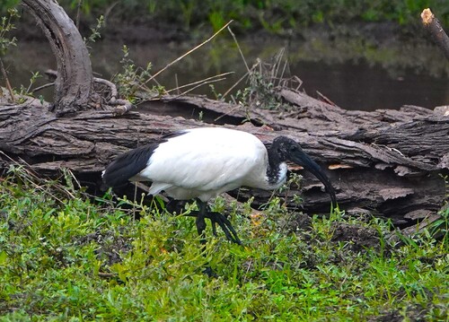 African Sacred Ibis