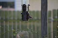 Haemorhous mexicanus