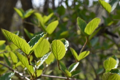 Viburnum burejaeticum