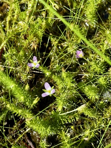 Mayaca fluviatilis