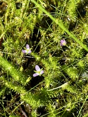Mayaca fluviatilis