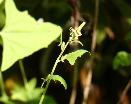 iNaturalist observation photo of Creeping Saltbush