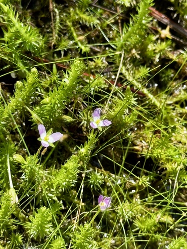 Mayaca fluviatilis, photograph 2