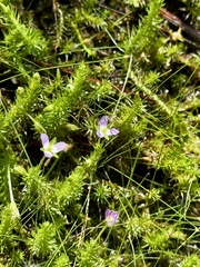 (c) Laura Clark, some rights reserved (CC BY) Mayaca fluviatilis, photograph (c) Laura Clark, some rights reserved (CC BY)