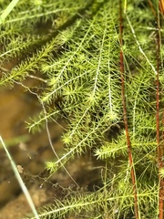(c) Laura Clark, some rights reserved (CC BY) Mayaca fluviatilis, photograph (c) Laura Clark, some rights reserved (CC BY)