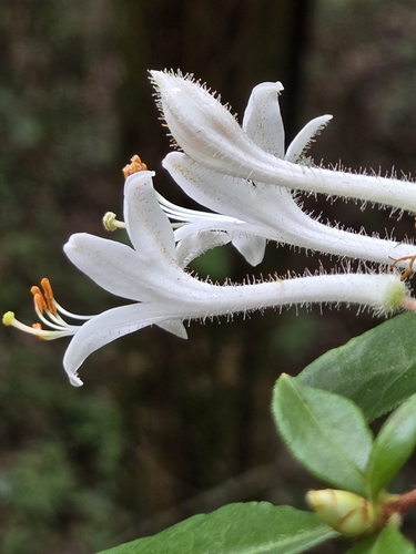 Rhododendron serrulatum, 2026-08-20
