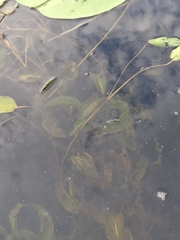 Potamogeton amplifolius, photograph (c) Chris Reardon, some rights reserved (CC BY)