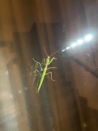 European Mantis