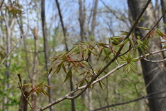 Acer mandshuricum