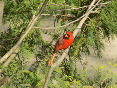 Cardinalis cardinalis
