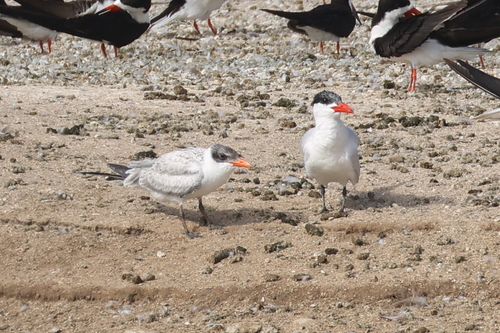 iNaturalist observation photo of Caspian Tern