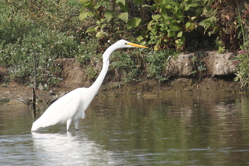 iNaturalist observation photo of Great Egret