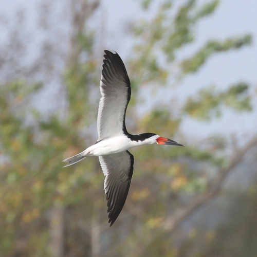 iNaturalist observation photo of Black Skimmer