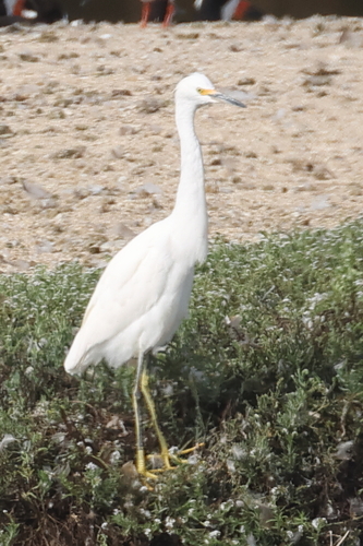 iNaturalist observation photo of Snowy Egret