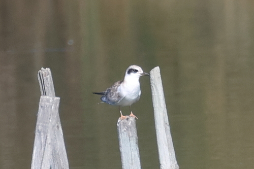 iNaturalist observation photo of Forster's Tern