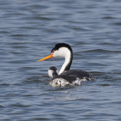 iNaturalist observation photo of Clark's Grebe