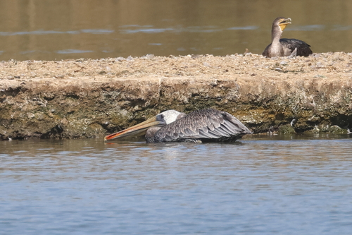 iNaturalist observation photo of Brown Pelican