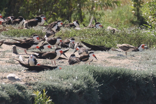 iNaturalist observation photo of Black Skimmer