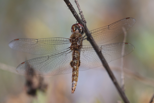 iNaturalist observation photo of Spot-winged Glider
