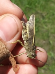 Cratypedes lateritius