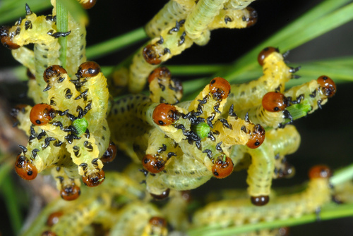 Red-headed Pine Sawfly photo 2