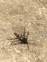 Synanthedon novaroensis