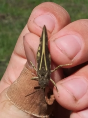 Cratypedes lateritius