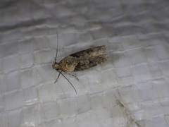 Chionodes mediofuscella