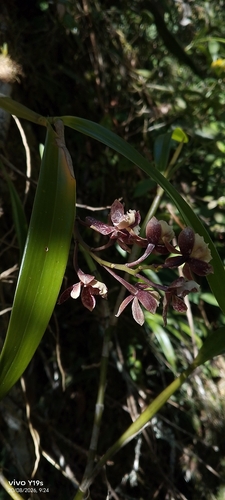 Prosthechea gilbertoi, photograph 1