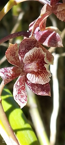 Prosthechea gilbertoi, photograph 2