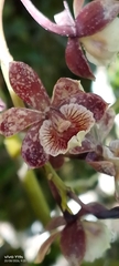 Prosthechea gilbertoi, photograph Jhon Fernando Taborda ., CC0, iNaturalist via GBIF