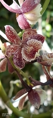 Prosthechea gilbertoi, photograph Jhon Fernando Taborda ., CC0, iNaturalist via GBIF