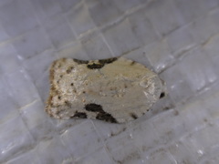 Acleris subnivana