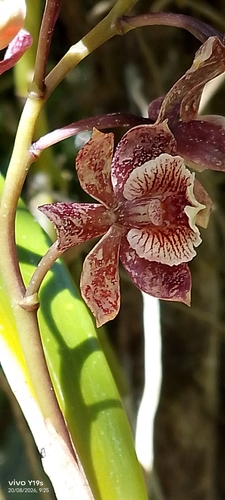 Prosthechea gilbertoi, photograph 5