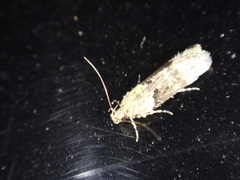 Chionodes mediofuscella