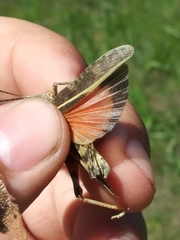 Cratypedes lateritius