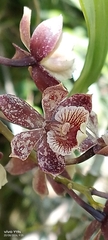 Prosthechea gilbertoi, photograph Jhon Fernando Taborda ., CC0, iNaturalist via GBIF