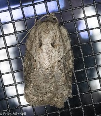 Acleris chalybeana