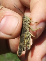 Cratypedes lateritius