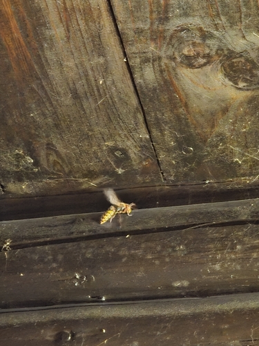 European Hornet